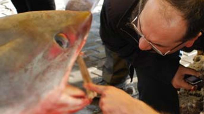 Boğaz&rsquo;da 3 k&ouml;pekbalığı yakalandı