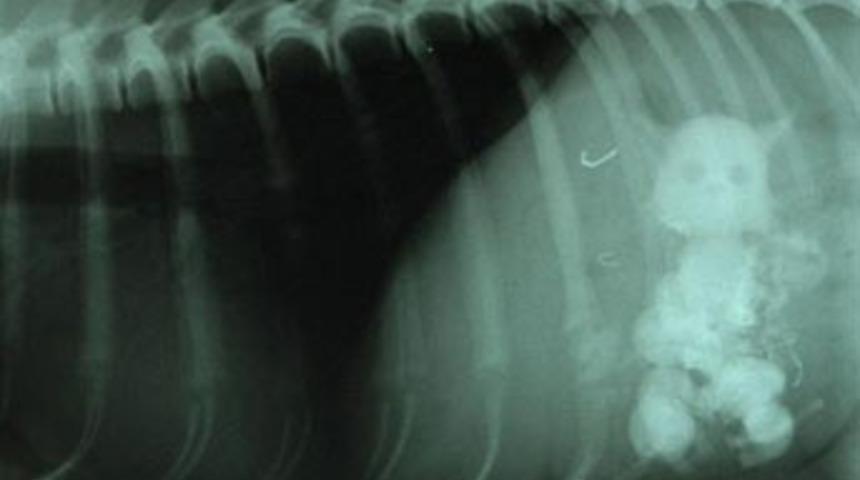 K&ouml;pek 5 kediyi yutunca...