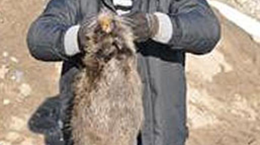 Kum ocağında dev fare yakalandı