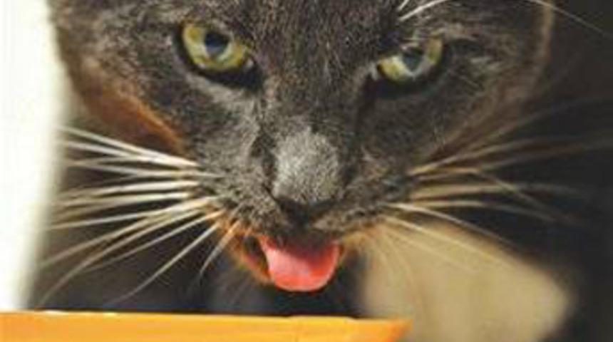 Kediler nasıl su i&ccedil;er?