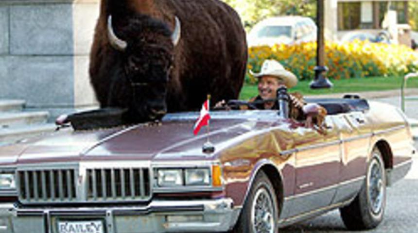 Dikkat! Arabada BİZON var!