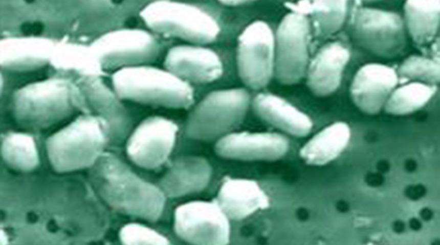 NASA, d&uuml;nyanın beklediği a&ccedil;ıklamayı yaptı