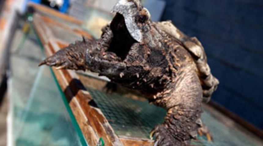 Timsah yiyen kaplumbağa!