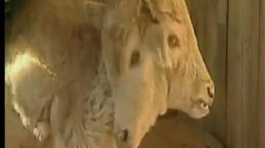 &Ccedil;ift başlı buzağı!