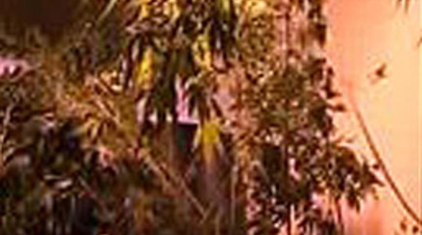 Ataşehir'de 14.katta şok eden tarla!