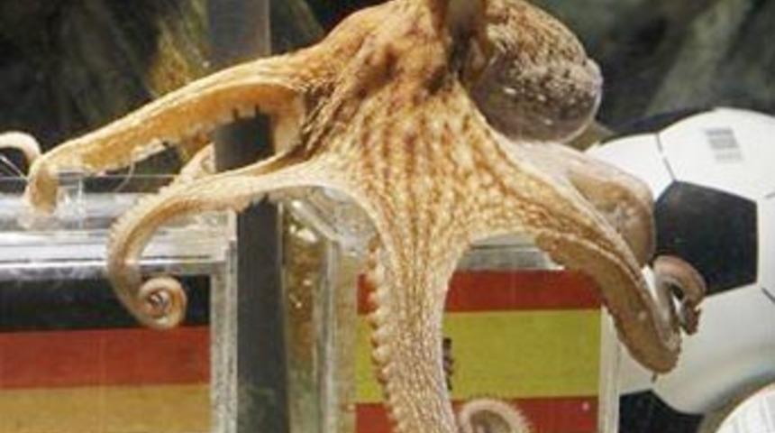 Kahin ahtapot Paul öldü