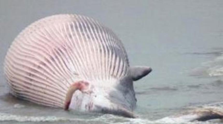 Dev balina İtalyanları korkuttu