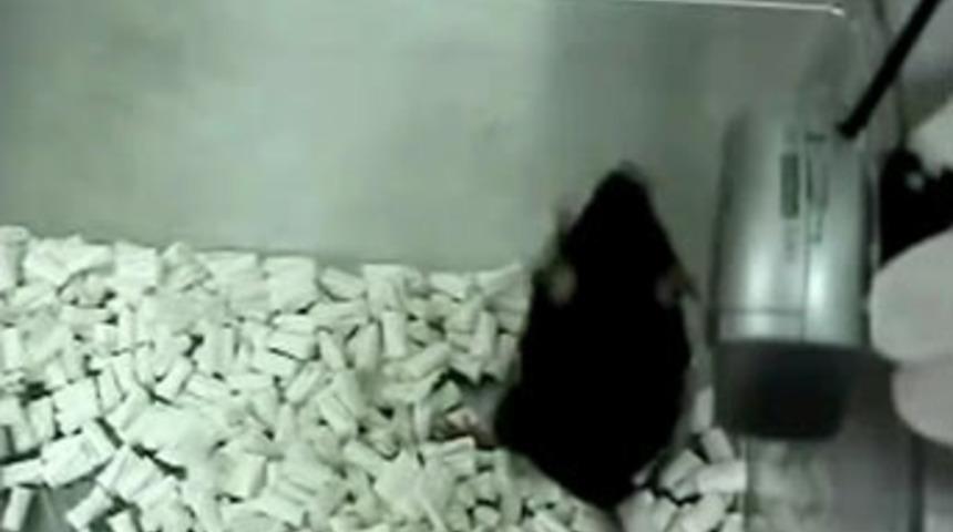 Kuş gibi &ouml;ten fare