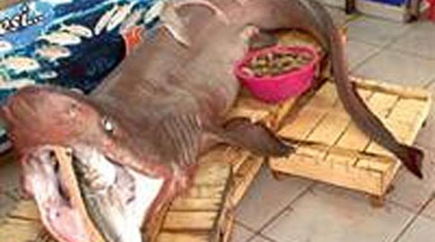 Denizden Jaws &ccedil;ıktı