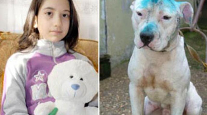 Pitbull minik Ece'yi felç etti