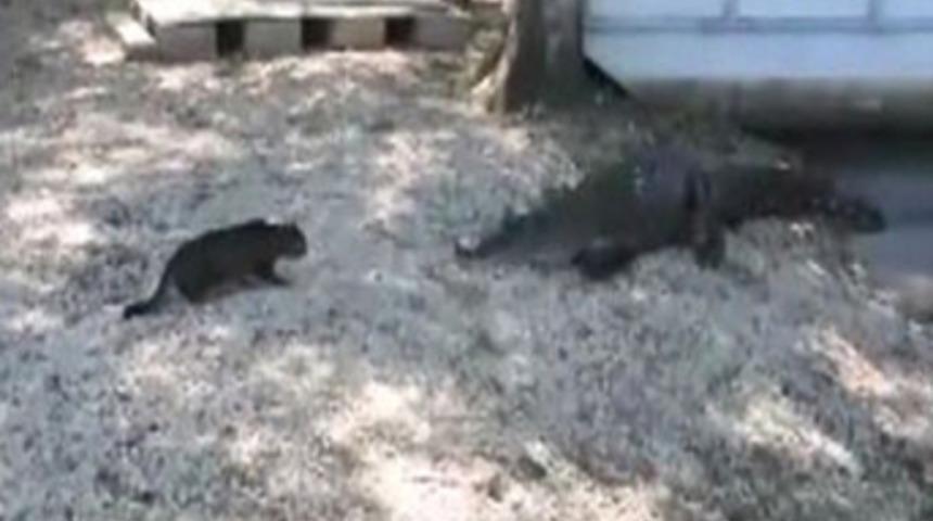 Panter y&uuml;rekli kedi