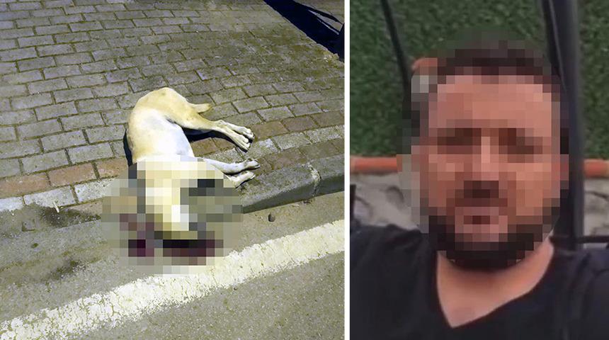 Oğlunu ısırdığını iddia ettiği köpeği öldürmüştü! Mahkemeden tepki çeken karar