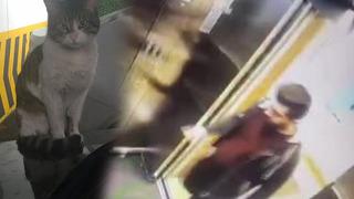 Adalet Bakanı Yılmaz Tunç duyurdu: 'Başakşehir'de canice öldürülen Eros isimli kedinin kamu davası yeniden görülecek'