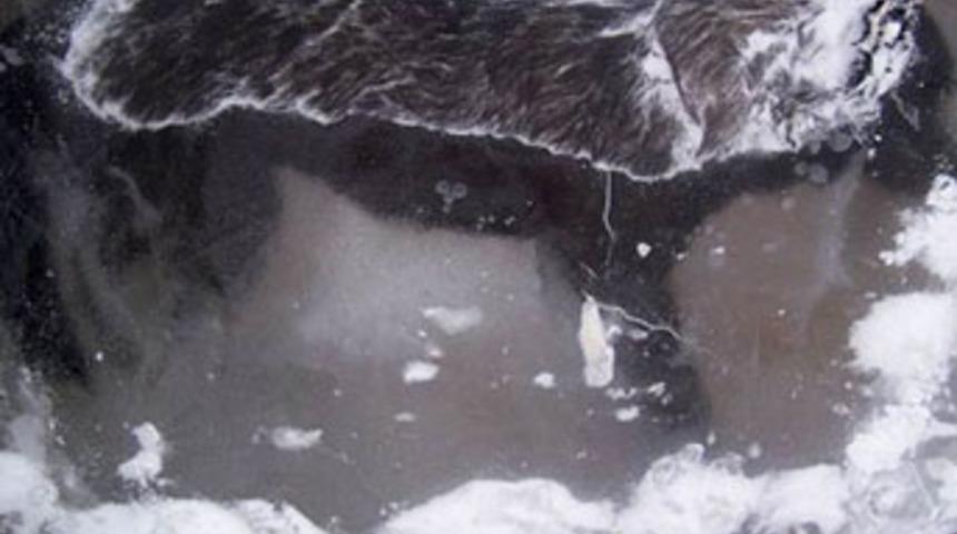 Buzdaki k&ouml;peğin gizemi