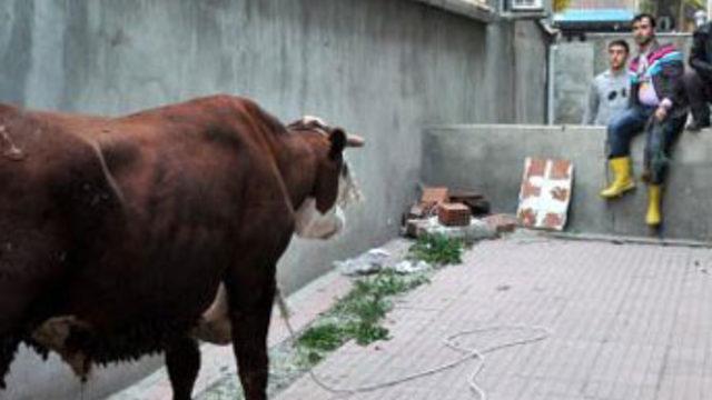 Angus paçayı kurtardı, limuzin kurban oldu