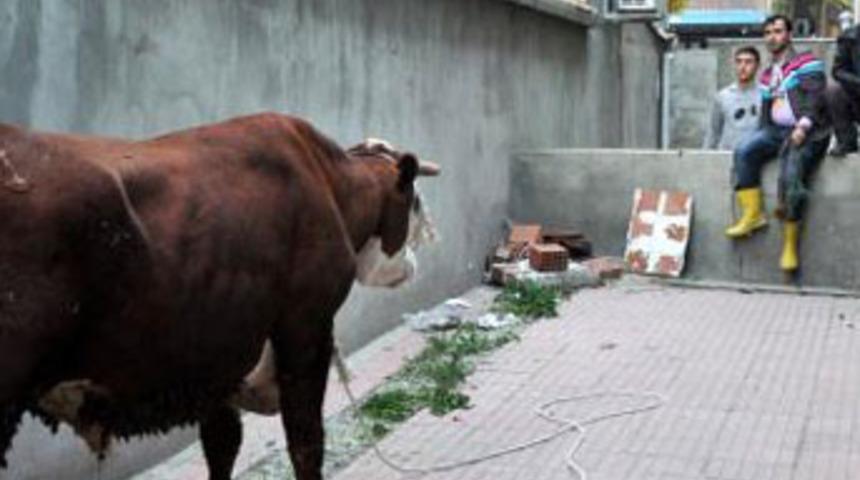 Bunlar hayvan değil canavar