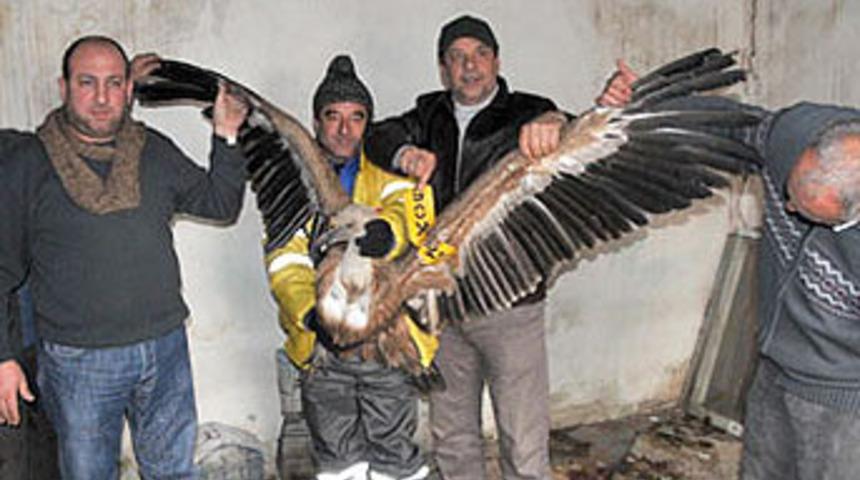 'İsrail ajanı' akbaba T&uuml;rkiye'de!