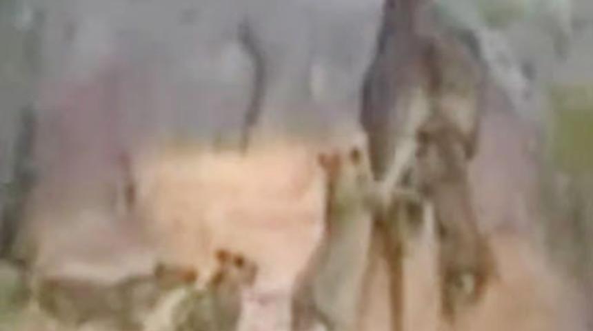 Z&uuml;rafayı b&ouml;yle par&ccedil;aladılar