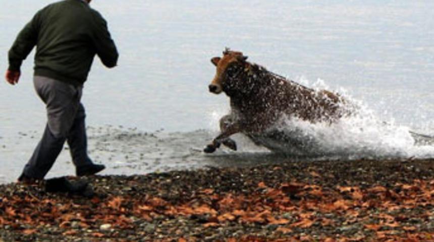 İstanbul'da Angus şoku!