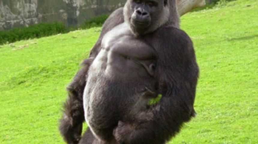 İnsan gibi y&uuml;r&uuml;yen kasıntı goril