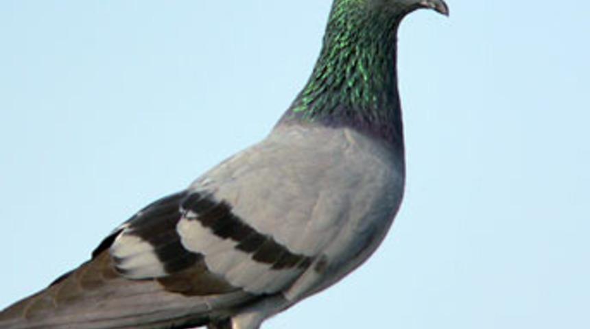 İşte &Ccedil;in'in en gizli askeri projesi