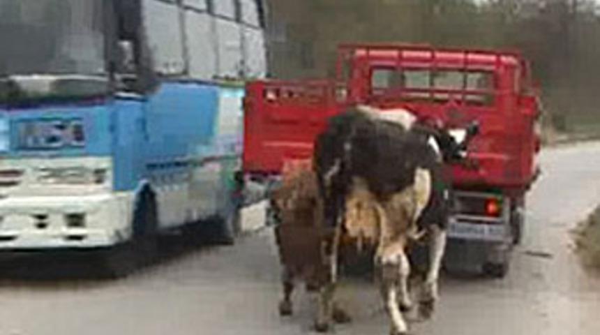 Kurbanlıklara b&ouml;yle eziyet ettiler