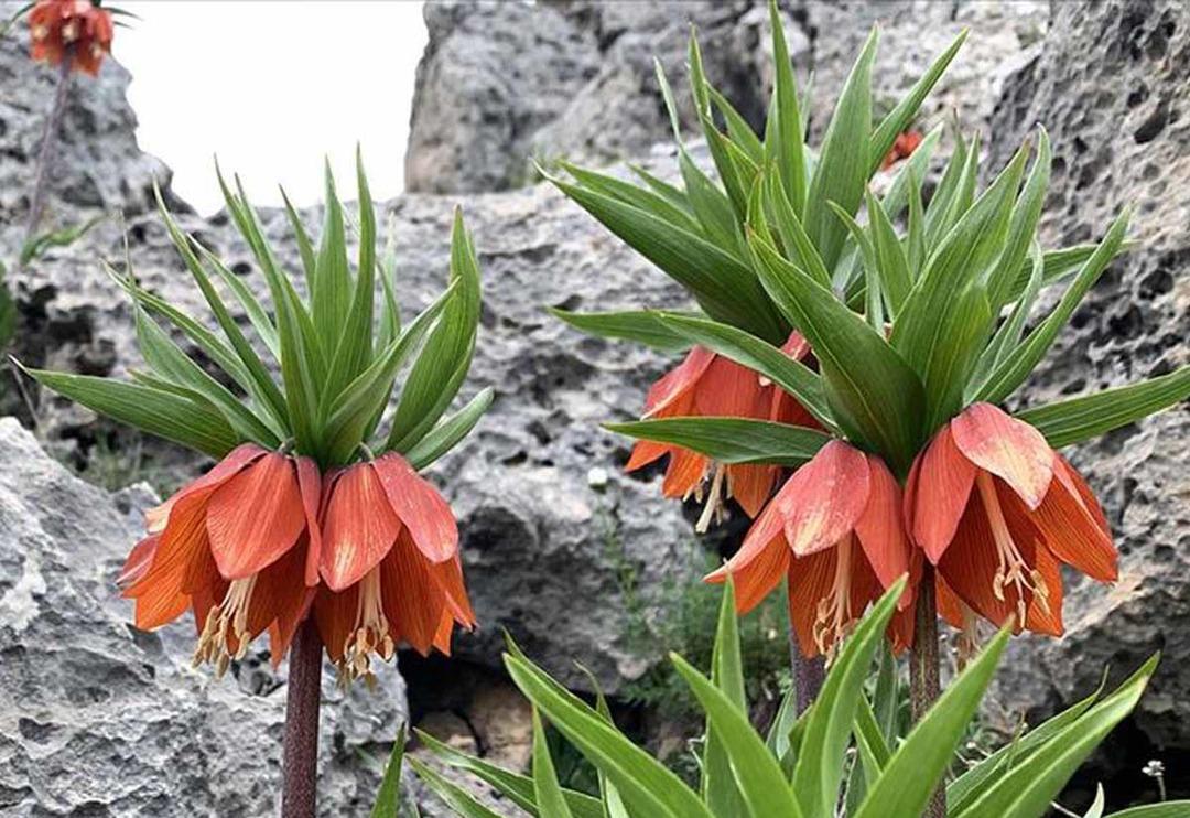 Ters lalenin bilinmeyen yararları 'Asya tıbbında &ouml;ks&uuml;r&uuml;k kesici ve balgam s&ouml;kt&uuml;r&uuml;c&uuml; olarak kullanılmıştır'