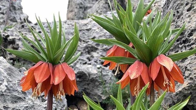 Ters lalenin bilinmeyen yararları 'Asya tıbbında öksürük kesici ve balgam söktürücü olarak kullanılmıştır'