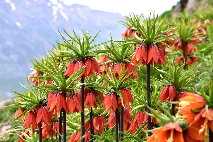 Ters lalenin bilinmeyen yararları 'Asya tıbbında öksürük kesici ve balgam söktürücü olarak kullanılmıştır' G1