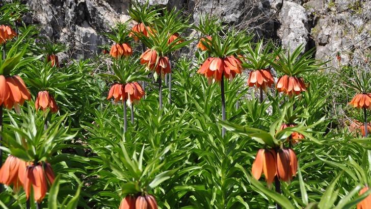 Ters lalenin bilinmeyen yararları 'Asya tıbbında öksürük kesici ve balgam söktürücü olarak kullanılmıştır' G2