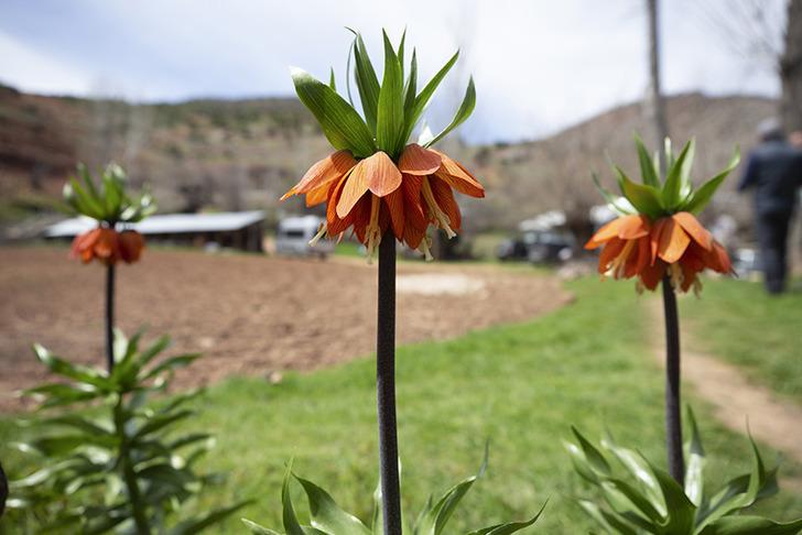 Ters lalenin bilinmeyen yararları 'Asya tıbbında öksürük kesici ve balgam söktürücü olarak kullanılmıştır' G3