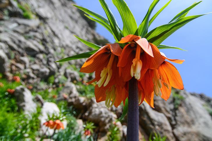 Ters lalenin bilinmeyen yararları 'Asya tıbbında öksürük kesici ve balgam söktürücü olarak kullanılmıştır' G4