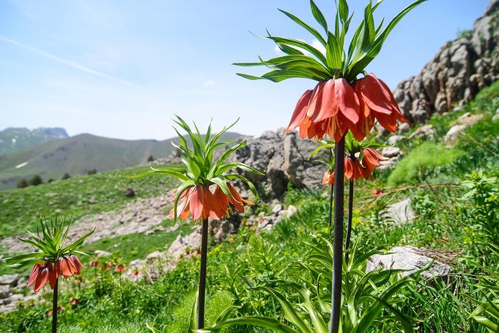 Ters lalenin bilinmeyen yararları 'Asya tıbbında öksürük kesici ve balgam söktürücü olarak kullanılmıştır' G5