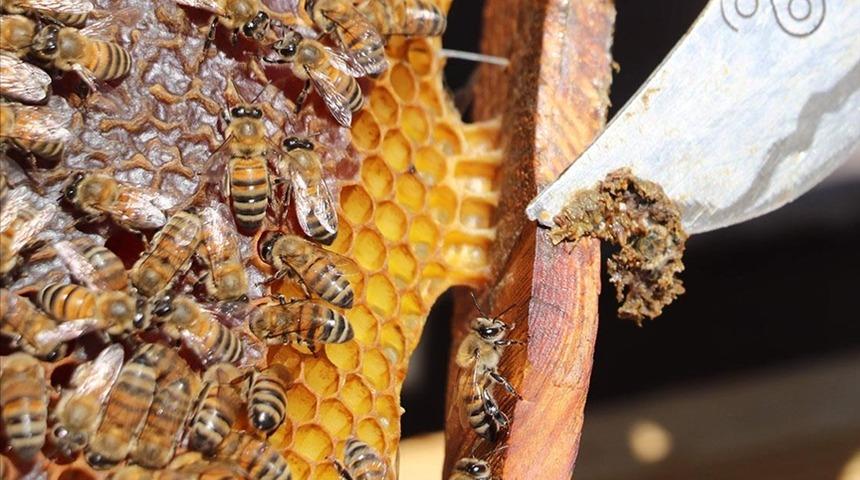 'Umut vadeden bir takviye' Uzmanlardan çocukluk çağı kanserlerine karşı propolis önerisi