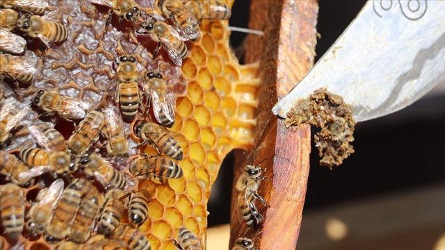 'Umut vadeden bir takviye' Uzmanlardan çocukluk çağı kanserlerine karşı propolis önerisi