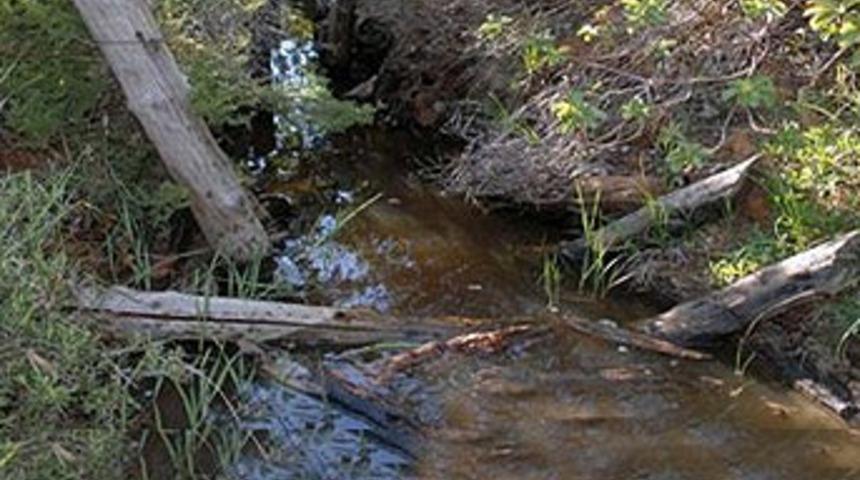 Çanakkale siperlerinde skandal