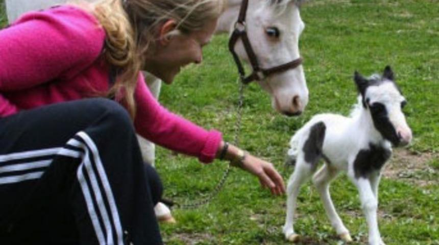 Kuzu kadar küçük midilli