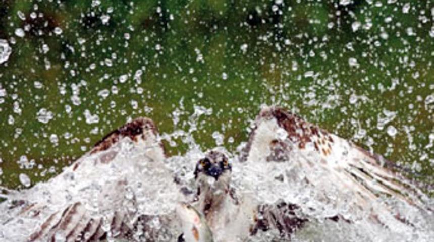 Vahşi doğadan çarpıcı anlar!