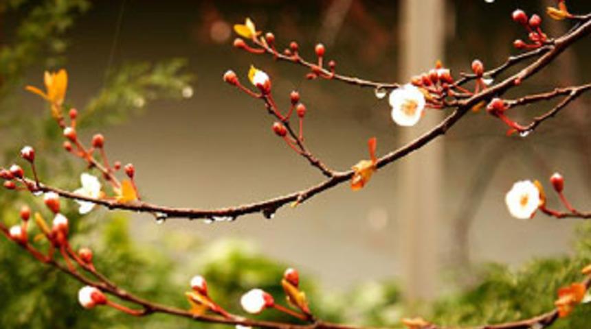 Üç gün sonra bahar geliyor