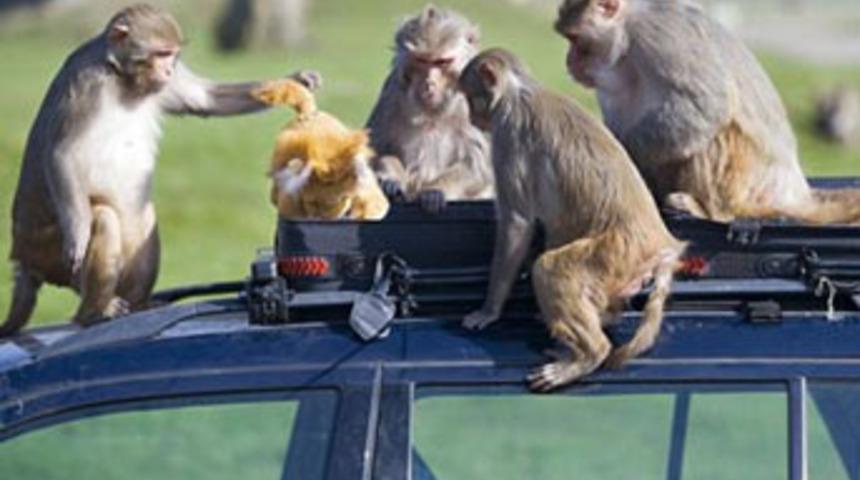 Başa bela maymunlar