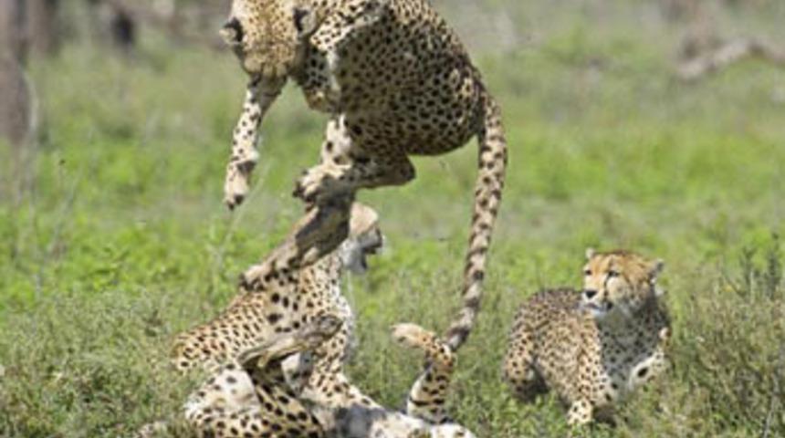 Ayakları yerden kesildi