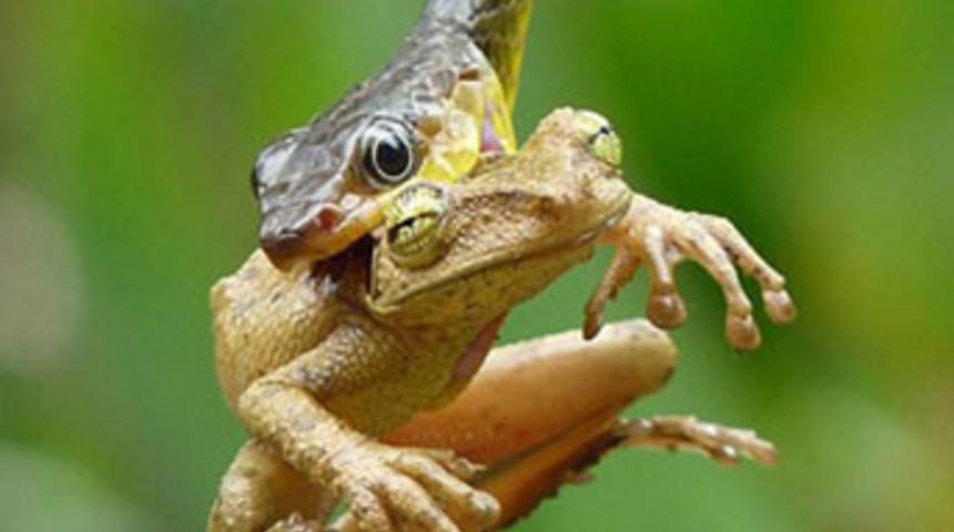 Muhteşem avcılar...