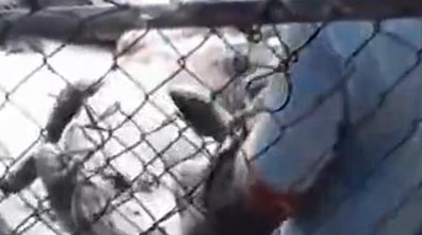 Timsah eğitmeni ölümden döndü