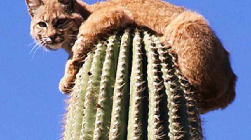 Kaktüs tepesinde 6 saatlik korku