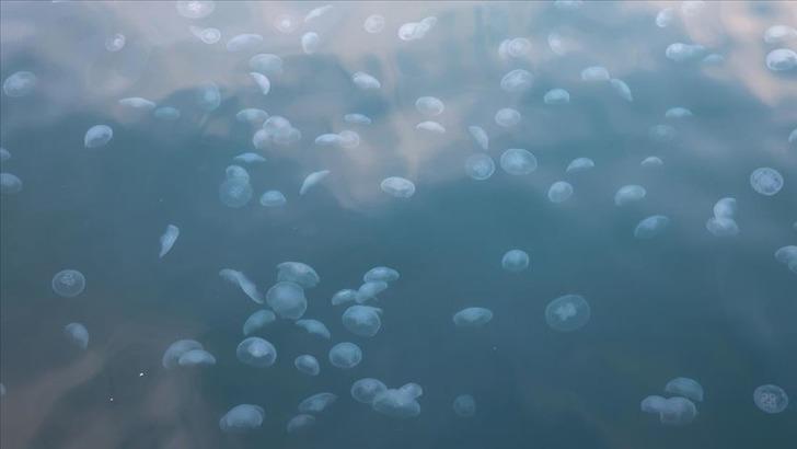 Marmara'nın İstanbul kıyılarındaki denizanalarında aşırı artış! '5 metre derinliklerde devasa büyüklükte stoklar var' G1