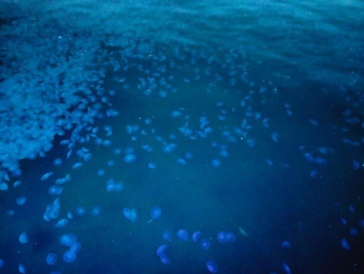 Marmara'nın İstanbul kıyılarındaki denizanalarında aşırı artış! '5 metre derinliklerde devasa büyüklükte stoklar var' G3