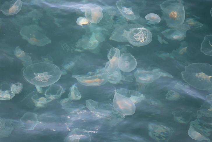 Marmara'nın İstanbul kıyılarındaki denizanalarında aşırı artış! '5 metre derinliklerde devasa büyüklükte stoklar var' G4