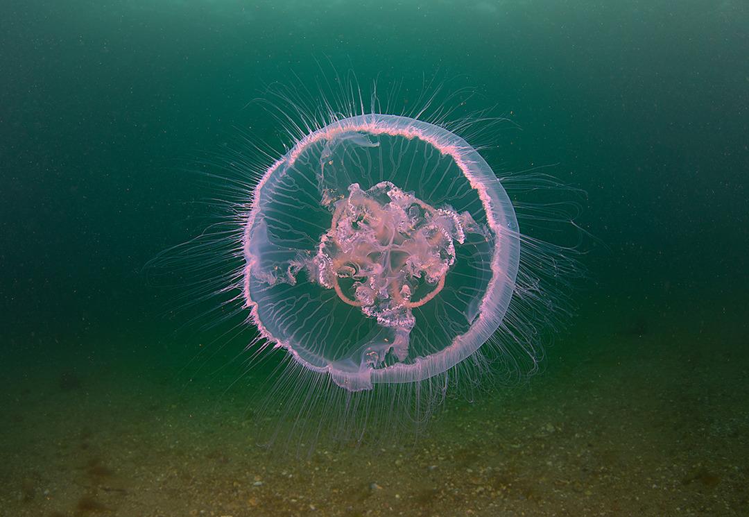 Karanlık sularda şaşırtan keşif! Deniz resmen ikiye bölündü: Aynı tür ancak farklı uzuvlar 1