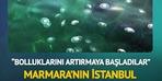 Marmara'nın İstanbul kıyılarındaki denizanalarında aşırı artış