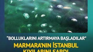 Marmara'nın İstanbul kıyılarındaki denizanalarında aşırı artış! '5 metre derinliklerde devasa büyüklükte stoklar var'